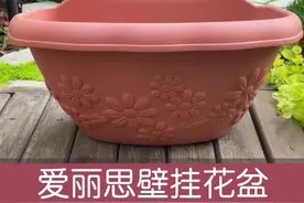 喜欢壁挂花盆可以选这款颜值在线，更结实耐晒的爱丽思壁挂花盆，搭配百万小铃、姬小菊、矮牵牛效果很好看#养花视频封面
