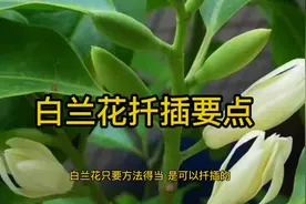 白兰花扦插要点#doudream创作者计划 #养花小知识视频封面