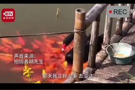 童话里都是骗人的！黑天鹅衔食喂锦鲤背后原因揭秘，鹅心里也“烦”#锦鲤 #黑天鹅视频封面