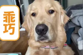 给你讲讲为什么从一堆狗狗中选中了你#我家毛孩子 #金毛大暖男