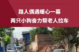 路人偶遇暖心一幕，两只小狗奋力帮老人拉车 #人间温暖 #路人视角 #狗狗 #河南dou知道   视频封面