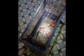 母老鼠的伟大👍 垂死挣扎产下了6只小鼠仔视频封面