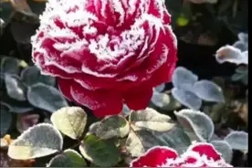 简单说一下月季耐寒和过冬问题#月季 #月季花 #玫瑰花 #花园生活 #种植小技巧视频封面