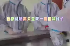 #海关 #政务原创作者联盟 首都机场海关查获一批植物种子视频封面
