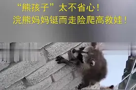 “熊孩子”太不省心！浣熊妈妈铤而走险爬高救娃！给所有妈妈点赞！视频封面