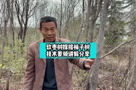 柿子树嫁接技术要领讲解#果树嫁接手法 #柿子树苗 #三农视频封面
