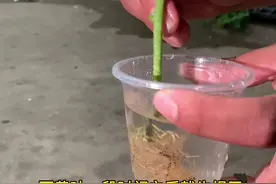 生根妙招你学会了吗？关注我给您讲解更多农业技巧#抖音助农 #关注农业视频封面