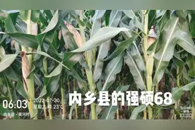 #高产玉米种子 内乡县的强硕68玉米种#农业技术推广 #抖音助农视频封面