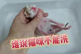 那些说猫咪不能洗澡的，都是不懂得#猫咪洗护 #猫洗澡 #猫咪洗澡乖乖的 #新手养猫 #初生小猫洗澡 @南哥 教你养猫 @南兄南弟 