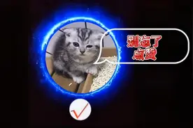 哎，各位帮我分析这两只猫是打架还是打闹？！#luna日常vlog视频封面