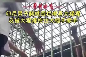 印尼男子翻越围栏嘲弄大猩猩，反被大猩猩抱住大腿不撒手！