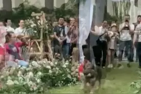军犬当“花童”，这一幕太感人了视频封面