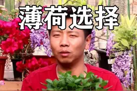 想养薄荷不会选？可以试试这几个品种，叶片嚼在嘴里特别爽！@抖音短视频视频封面