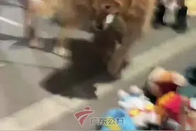金毛小摊叼玩偶不松口，狂摇尾巴催主人下单！ 摊主：狗狗主人后来买走了玩偶#陕西dou知道 视频封面