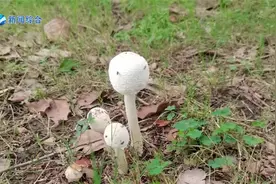 市疾控提醒：野生蘑菇不要吃！
