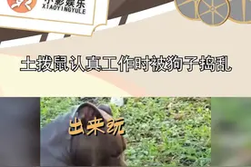 #土拨鼠认真工作时被狗子捣乱，哈哈哈，像极了你有事在忙还非要拉你玩的朋友#娱乐播报台视频封面