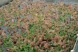 鲜噔噔的老鸭汤全靠这一塘水葫芦来喂鸭子，不但解决鸭子吃的问题也解决了环境污染问题！漂亮！#原生态