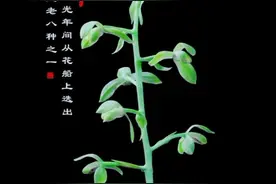 蕙兰老八种全集，建议收藏，1.程梅、2.关顶、3.大一品、4.荡字、5.老染字、6.上梅梅、7.潘绿、8.元字视频封面