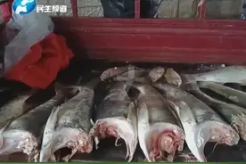 惊奇！村民组团来卖鱼，仔细一看，鱼儿都没有头！视频封面