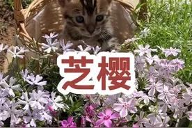打造花园少不了的低维护地被植物#芝樱 ，耐旱耐寒耐贫瘠，开花像花毯，不开花像草地#养花视频封面