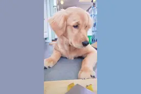 隔离41天了，原来狗狗怕菜刀…#狗狗 #金毛 #萌娃和萌宠视频封面