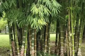 跳空高开视频封面