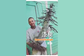 来自马岛神秘的漆树家族你了解多少?#沙生植物 #鱼少说#象足漆树#块根植物#潮流块根 #马达加斯加视频封面