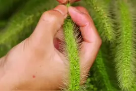 狗尾巴草有人做酿酒，有人做拉面，有人做饼，摘两根下来爆米花！@山竹师兄的日常视频封面