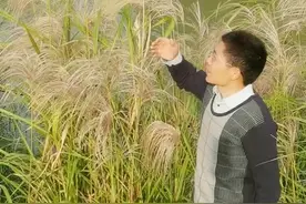 #荻 #荻花 如何与#芦苇 区别？#诗经植物 #蒹葭苍苍 #dou出新知 #植物科普