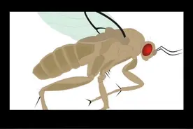 蚊子能活多长时间呢？#蚊子 #蚊子克星 #蚊子给大家解解气 @抖音创作者中心 @抖音短视频 @抖音 