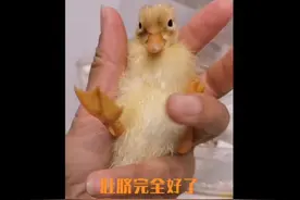 #callduck #柯尔鸭 蛋黄未吸收完全的情况下，处理得当是可以活下来的~🐣视频封面