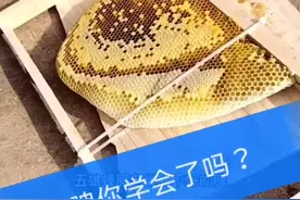 绑脾你会了吗？这样蜜蜂不会逃跑，每晚9点详细讲解#养蜂技术分享 #养蜂技术 #中蜂养殖 #蜜蜂养蜂技术视频封面