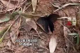 消防员托起坠机现场飘落的蝴蝶，送它飞远，“希望你找到想念的人，带去我们的牵挂。”视频封面