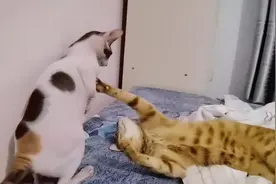有毛的猫和无毛的猫是怎么打架的呢，哈哈哈！！！视频封面