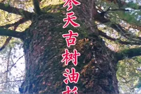 莆田市区参天古树，东岩山油杉，600多年！#莆田 #古树 视频封面