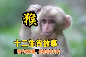 十二生肖故事，蛇教猴子摘桃进生肖榜，老虎生气把猴子屁股打红了视频封面