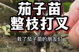 #茄子#茄子打叉新技巧 #茄子打叉#茄子种植 注意打叉要正确