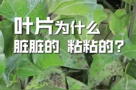 叶片为什么总是脏脏的视频封面