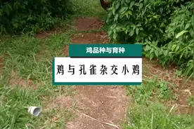 #鸡品种与育种 鸡与孔雀杂交小鸡