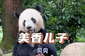 美香的儿子贝贝在四川碧峰峡基地，美香回国会能跟它团聚吗？视频封面