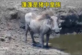 疣猪蓬蓬在豪华泳池中潇洒，这只蓬蓬也太帅气了，估计是猪中贵族视频封面