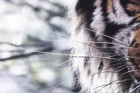 古有猛虎，名为山君#影视解说 #保护动物 #野生动物 #大虎