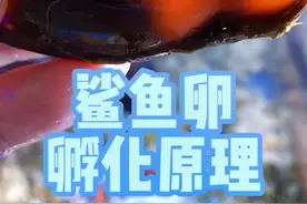 #小七歌 鲨鱼卵孵化原理，个人见解不代表权威。视频封面