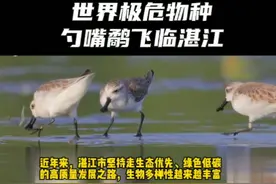 湛江再现世界极危物种勺嘴鹬！#湛江 视频封面