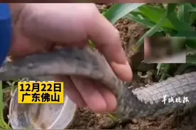 佛山一男子钓鱼钓到鳄鱼，一边按着一边打电话报警。网友：钓鱼一战封神，估计能吹一辈子了！视频封面