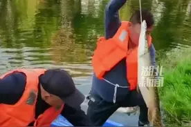钓手立功！湖中凶猛的鳄雀鳝被钓起来了#湖北dou知道视频封面