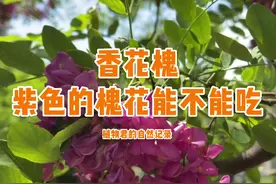 #一点植物学 #星河知识计划 香花槐，紫色的槐花能吃吗？别乱吃！视频封面