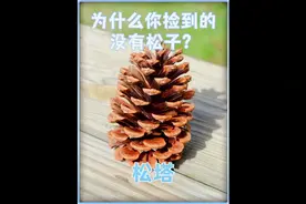 为什么我们捡到的松塔里没有松子？难道也是科技与狠活？