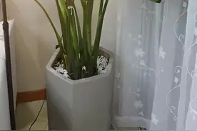 网红绿植天堂鸟如何养护呢？五个养护步骤让它半个月内长出新芽~ #家庭种植 #爱生活爱养花 #家居好物 #室内盆栽 #家的样子视频封面