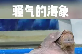 海象：呆萌的外表下，一颗骚气的心！#海象视频封面